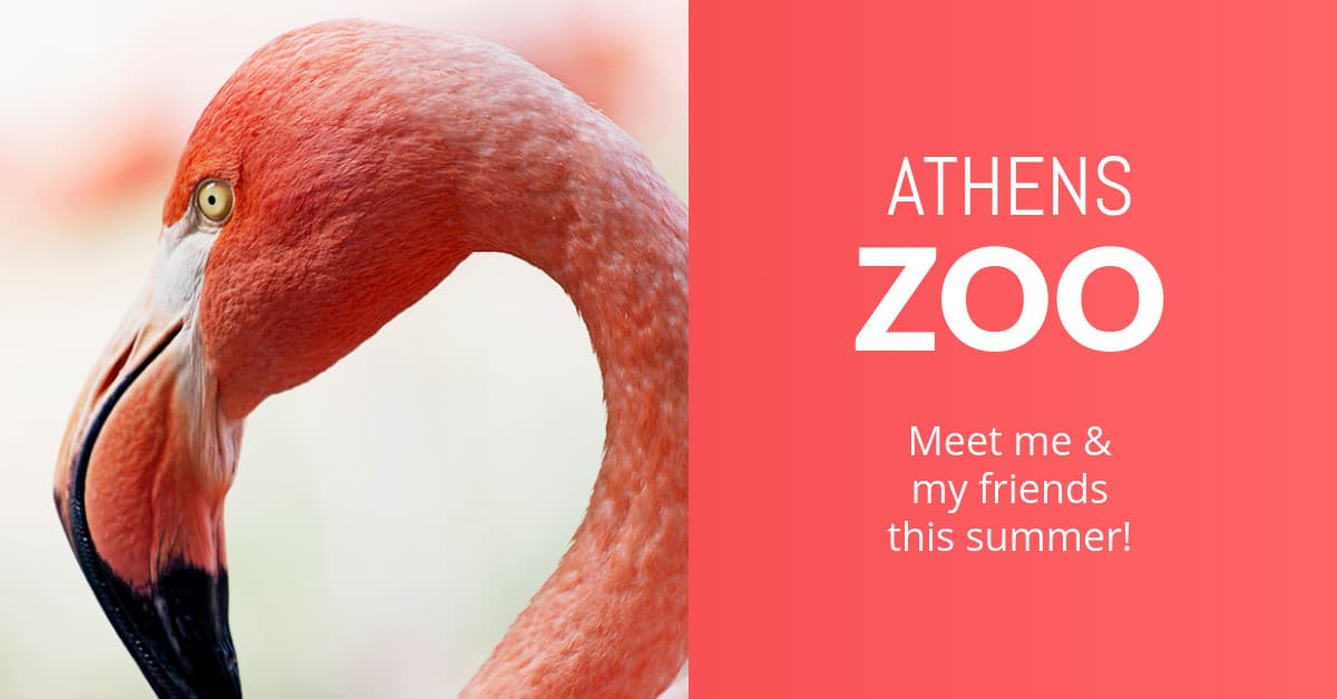 Meet the Flamingo at the Athens Zoo Animated-1200x628px-FacebookSponsoredMessage