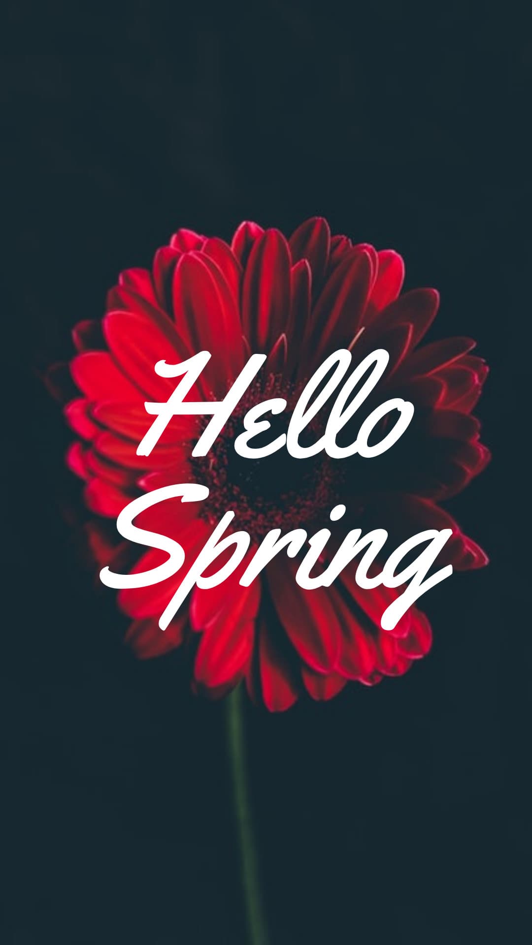 Hello Spring Red Flower-1080x1920px-Story