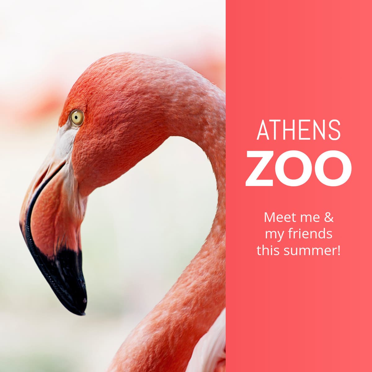 Meet the Flamingo at the Athens Zoo Animated-1200x1200px-FacebookSquarePost