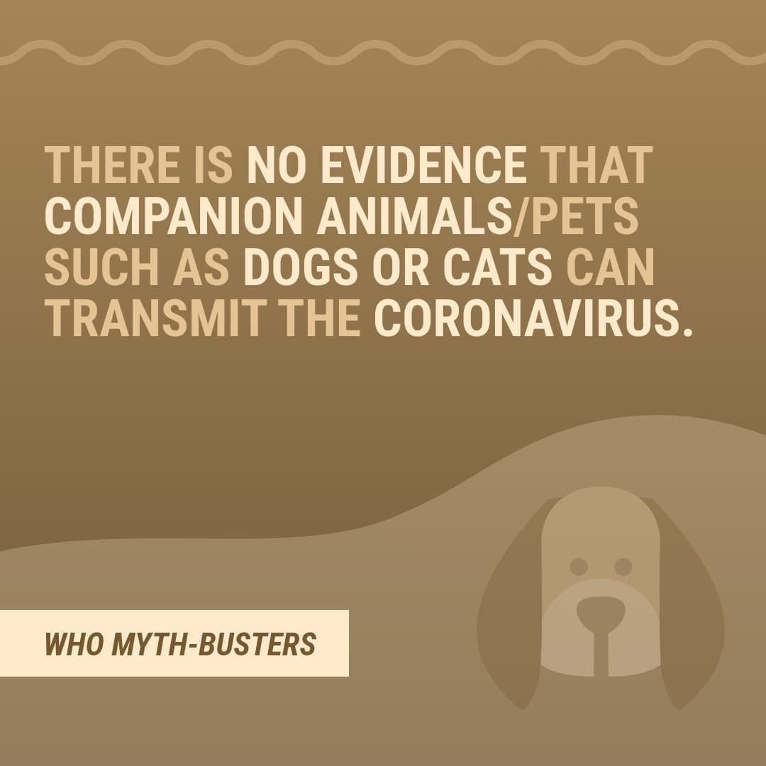 Myth Covid-19 Companion Animals-1080x1080 px