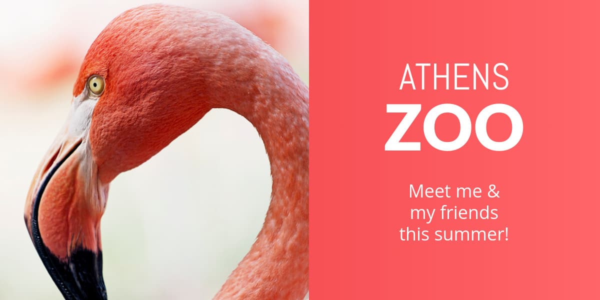 Meet the Flamingo at the Athens Zoo Animated-1200x600px-TwitterImagePost