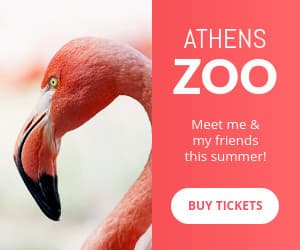 Meet the Flamingo at the Athens Zoo Animated-300x250px-MediumRectangle