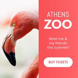 Meet the Flamingo at the Athens Zoo Animated-250x250px-Square