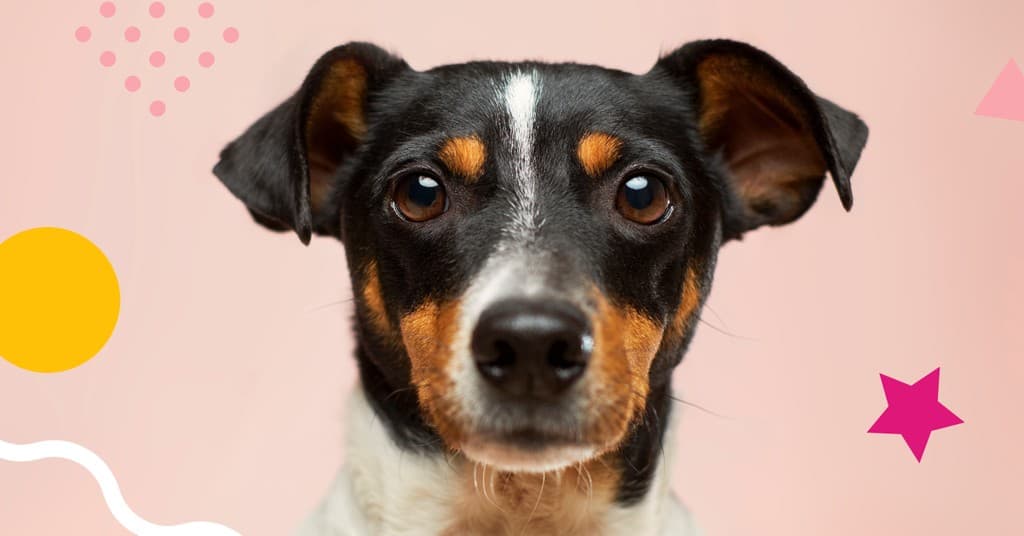 Cute Doggy Thinking Responsive Landscape Responsive Landscape Art