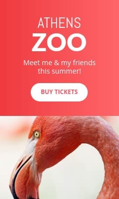 Meet the Flamingo at the Athens Zoo Vertical Rectangle