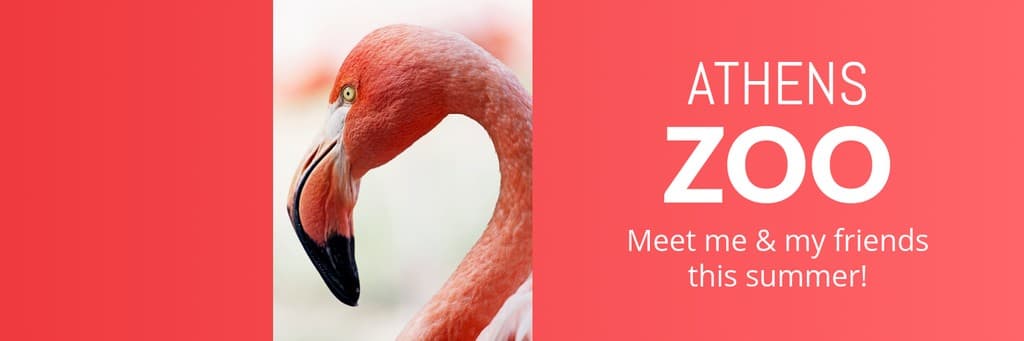 Meet the Flamingo at the Athens Zoo X Header