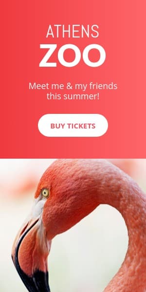 Meet the Flamingo at the Athens Zoo Half Page