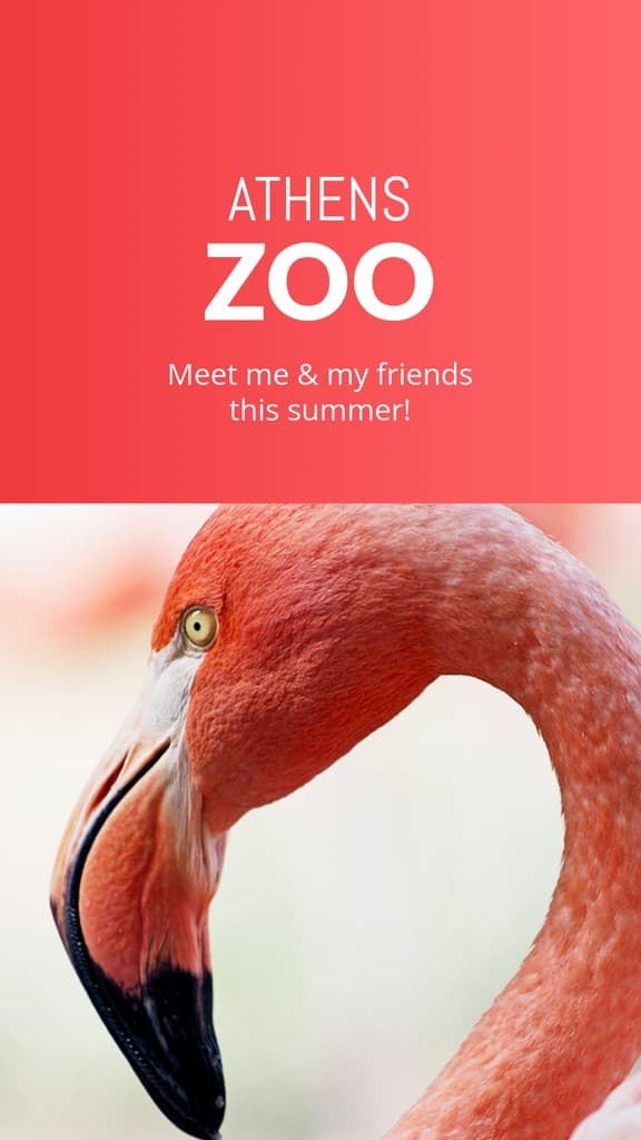Meet the Flamingo at the Athens Zoo Story