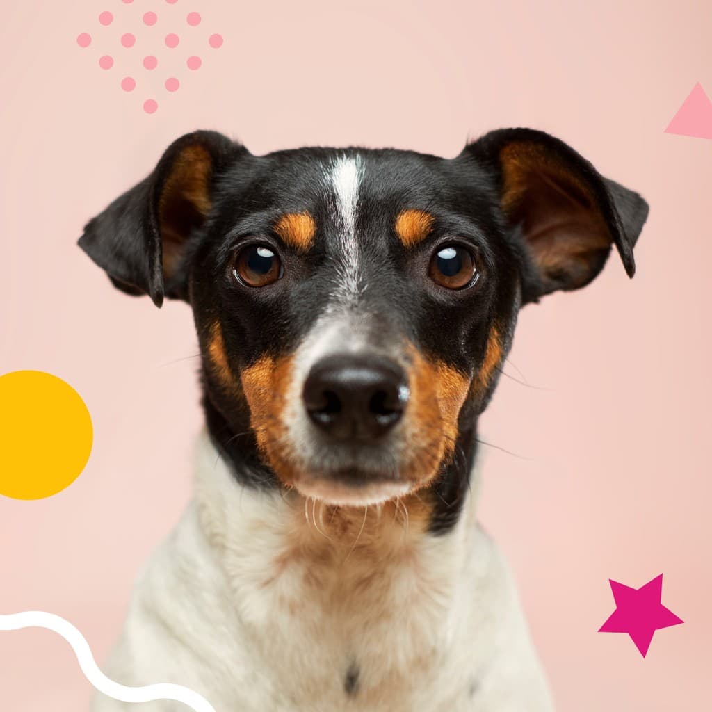 Cute Doggy Thinking Responsive Square Responsive Square Art