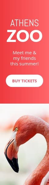 Meet the Flamingo at the Athens Zoo Wide Skyscraper