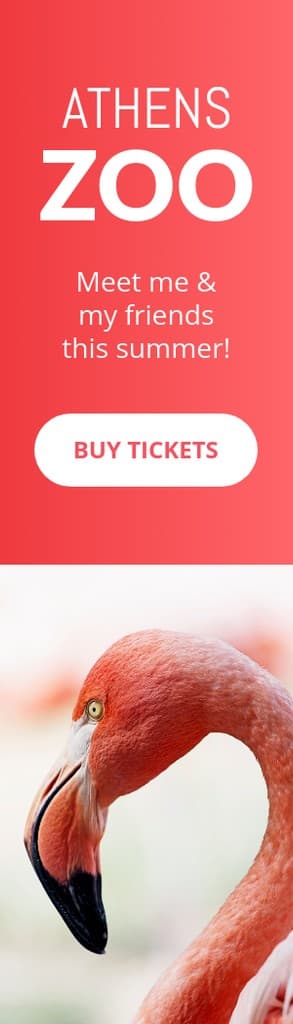 Meet the Flamingo at the Athens Zoo Portrait