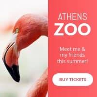 Meet the Flamingo at the Athens Zoo Small Square