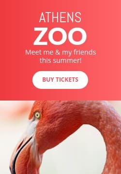 Meet the Flamingo at the Athens Zoo Triple Widescreen