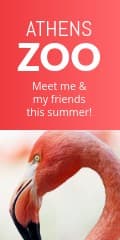 Meet the Flamingo at the Athens Zoo Vertical Banner