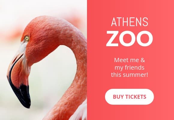 Meet the Flamingo at the Athens Zoo Netboard