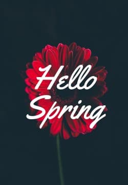 Hello Spring Red Flower Triple Widescreen